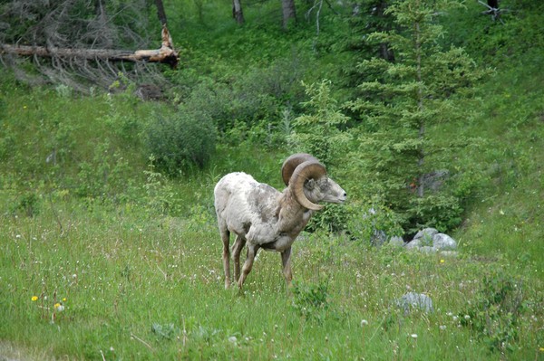 Big Horn Sheep